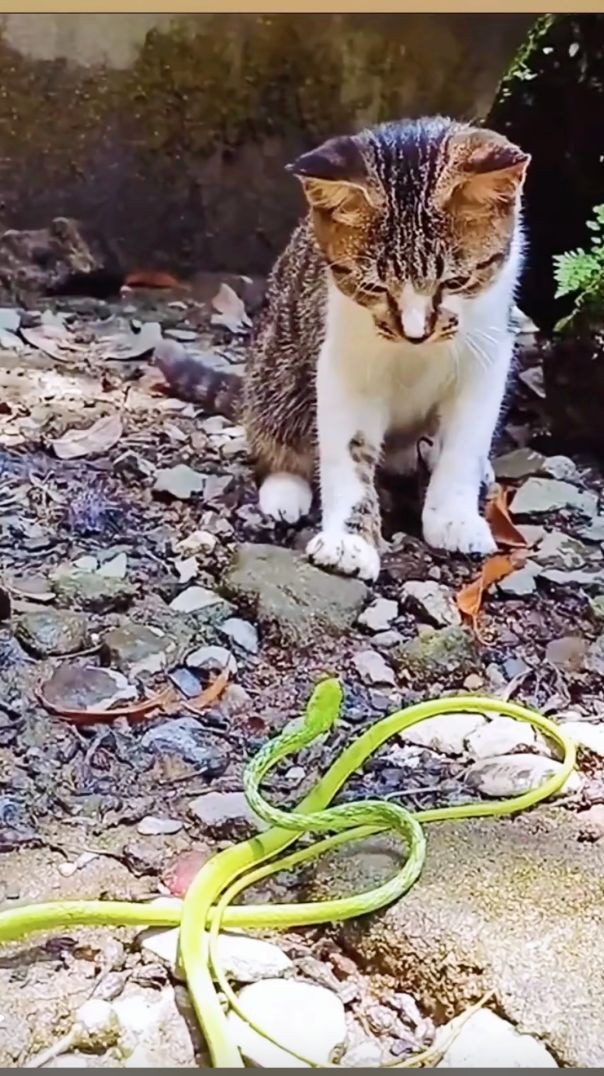 cat vs snake