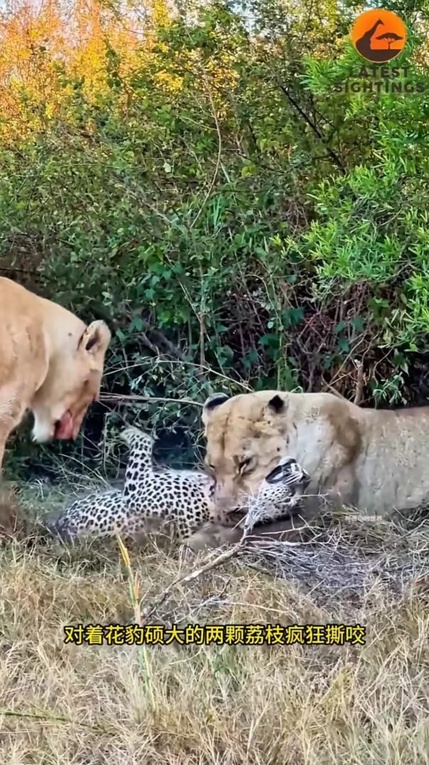 lion is still the king